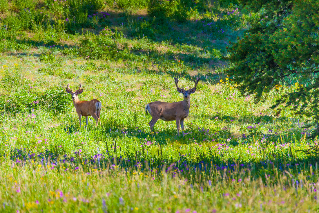 The Backcountry Optics System; Why Your Binoculars and Spotting Scope Must Work Together